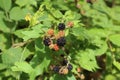 Closeup shot of growing blackberries in the forest Royalty Free Stock Photo