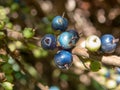 Closeup shot of growing Elaeocarpus angustifolius plant