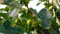 Closeup shot of growing figs on the tree branches Royalty Free Stock Photo