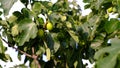 Closeup shot of growing figs on the tree branches Royalty Free Stock Photo