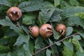 Closeup shot of the growing fruits of the common medlar plant