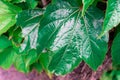 Closeup shot of growing green leaves with soil on the background Royalty Free Stock Photo