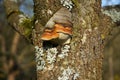 Closeup shot of a growing Hoof fungus on a tree Royalty Free Stock Photo