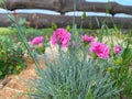 Closeup shot of growing pink Dianthus flowers in garden Royalty Free Stock Photo