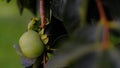 Closeup shot of growing pomegranates on the tree branches Royalty Free Stock Photo