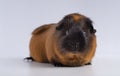 Closeup shot of guinea pig isolated on a white background Royalty Free Stock Photo