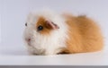 Closeup shot of guinea pig isolated on a white background Royalty Free Stock Photo
