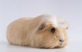 Closeup shot of guinea pig isolated on a white background Royalty Free Stock Photo