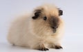 Closeup shot of guinea pig isolated on a white background Royalty Free Stock Photo