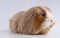 Closeup shot of guinea pig isolated on a white background Royalty Free Stock Photo