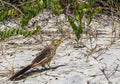 Closeup shot of Guira Cuckoo bird Royalty Free Stock Photo