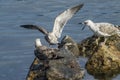 Closeup shot of gulls sitting on rocks near the water Royalty Free Stock Photo