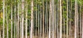 Closeup shot of Gum trees trunks Royalty Free Stock Photo