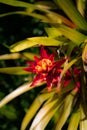 Closeup shot of Guzmania lingulata plant Royalty Free Stock Photo