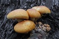 Closeup shot of gymnopilus junonius on the bark of a tree