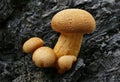 Closeup shot of Gymnopilus junonius on the bark of a tree