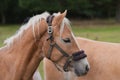 Closeup shot of Haflinger horses in the field. Royalty Free Stock Photo