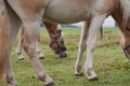 Closeup shot of Haflinger horses grazing in the field. Royalty Free Stock Photo