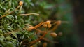 Closeup shot of haircap moss Royalty Free Stock Photo