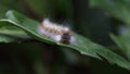 Closeup shot of a hairy caterpillar on a green leaf Royalty Free Stock Photo