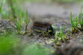 Closeup shot of a hairy caterpillar on the ground Royalty Free Stock Photo