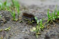 Closeup shot of a hairy caterpillar on the ground Royalty Free Stock Photo