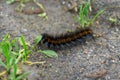 Closeup shot of a hairy caterpillar on the ground Royalty Free Stock Photo