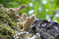Closeup shot of a Hairy Panus (Panus Lecomtei) mushroom with bokeh on background