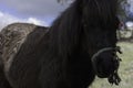 Closeup shot of a hairy pony with a blurred background Royalty Free Stock Photo