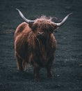 Closeup shot of a hairy Scottish Highland Cattle Royalty Free Stock Photo