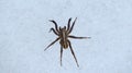 Closeup shot of a hairy spider on the snow Royalty Free Stock Photo