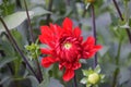 Closeup shot of a half-bloomed red dahlia flower growing in the garden Royalty Free Stock Photo