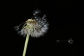 Closeup shot of a half-blown dandelion Royalty Free Stock Photo