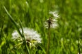 Closeup shot of a half-blown dandelion Royalty Free Stock Photo