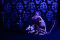 Closeup shot of Halloween rats figurines against a grungy skull wall with purple lights background