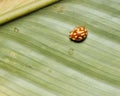 Closeup shot of the Halyzia sedecimguttata, a type of beetle Royalty Free Stock Photo