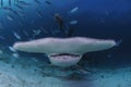 Closeup Shot of Hammerhead Shark Swimming towards You in Clear Waters of Bahamas