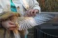 Closeup shot of a hand examining an injured falcon kestrel bird's wing before releasing into a wild Royalty Free Stock Photo