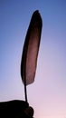 Closeup shot of a hand holding a black bird's feather with a beautiful sunset sky in the background Royalty Free Stock Photo