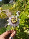 Closeup shot of a hand holding a blue passionflower. Royalty Free Stock Photo