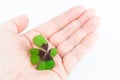 Closeup shot of a hand holding a four-leaved clover Royalty Free Stock Photo