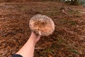 Closeup shot of a hand holding a mushroom in the field