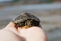 Closeup shot of a hand holding a small turtle Royalty Free Stock Photo