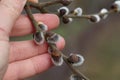 Closeup shot of a hand holding a willow branch with white fluffy buds Royalty Free Stock Photo