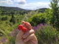 Closeup shot of a hand picking rewild cherry on a summer day with a green area in the background Royalty Free Stock Photo
