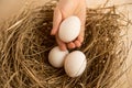 Closeup shot of hand picking white egg from nest