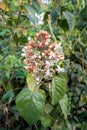 Closeup shot of Harlequin glorybower, Clerodendrum trichotomum flower and leaves in full bloom. Uttarakhand India