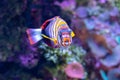 Closeup shot of a harlequin tusk fish swimming in the water.