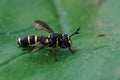 Closeup shot of a harmless hoverfly mimicking wasp on a green leaf