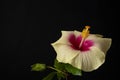 Closeup shot of the Hawaiian hibiscus flower in the dark Royalty Free Stock Photo